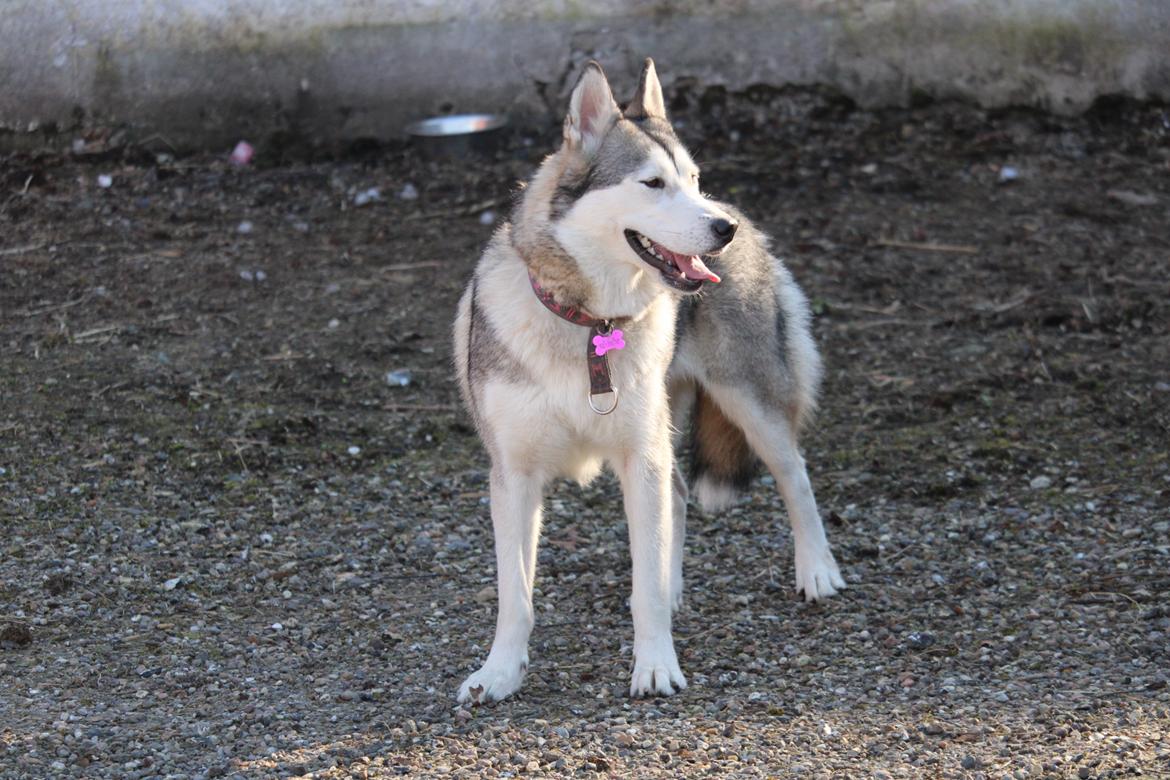 Siberian husky Kira billede 3