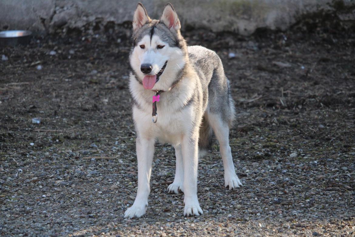 Siberian husky Kira billede 4