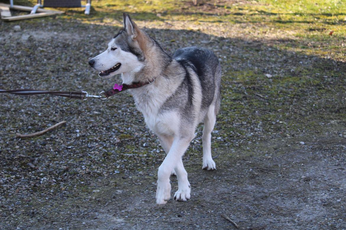 Siberian husky Kira billede 5