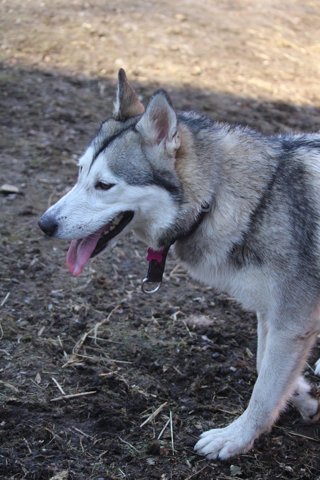 Siberian husky Kira billede 2