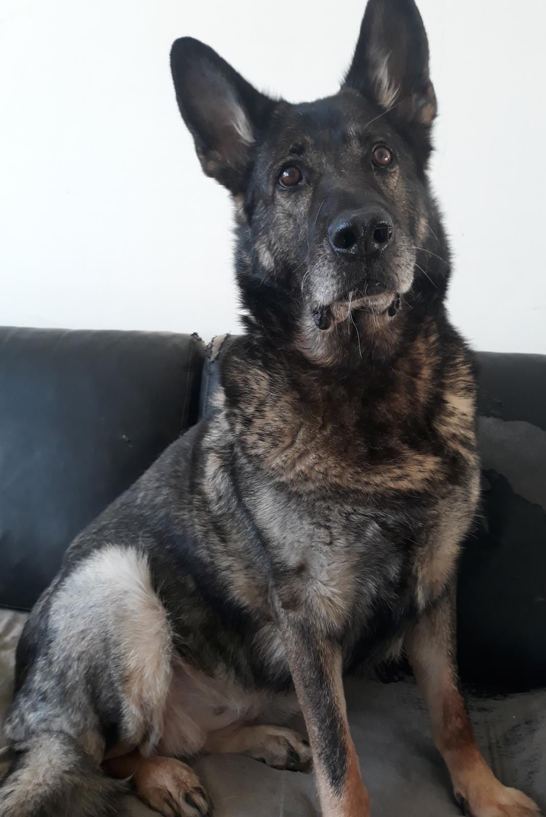 Schæferhund Sportshund Gipsi. (Gipsi). billede 11