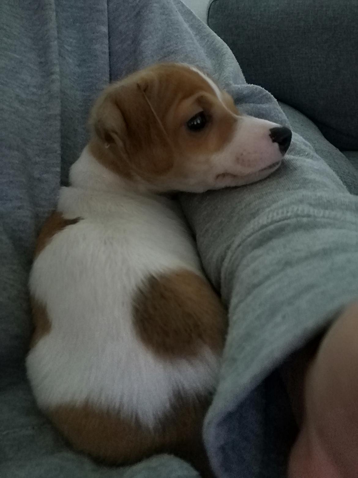 Blanding af racer Saga billede 2