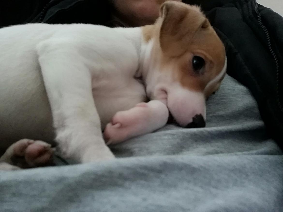 Blanding af racer Saga billede 3