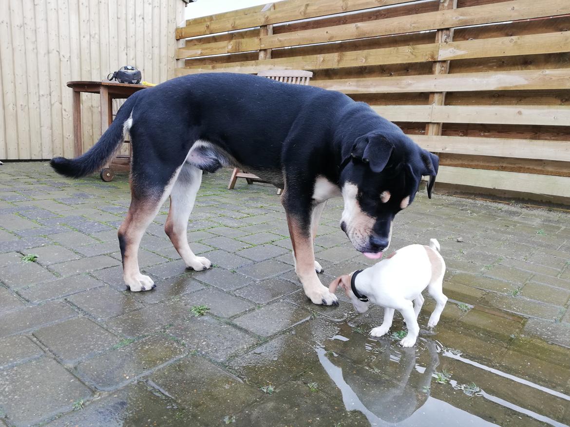 Blanding af racer Saga billede 5