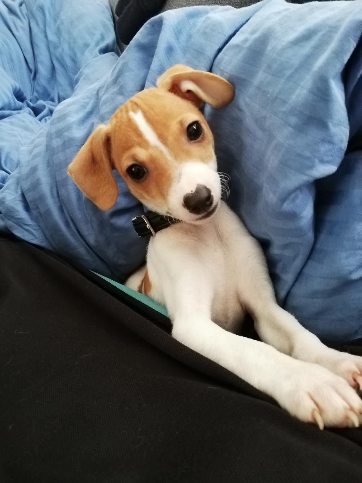 Blanding af racer Saga billede 7