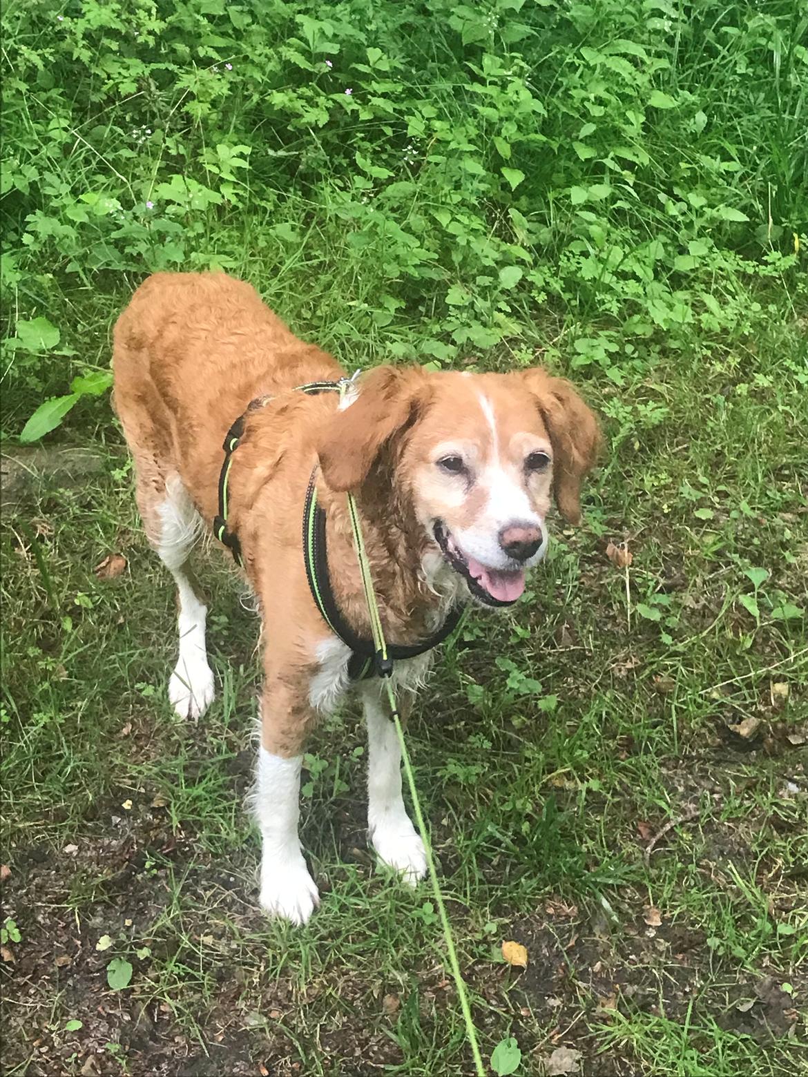 Breton Bessie billede 32