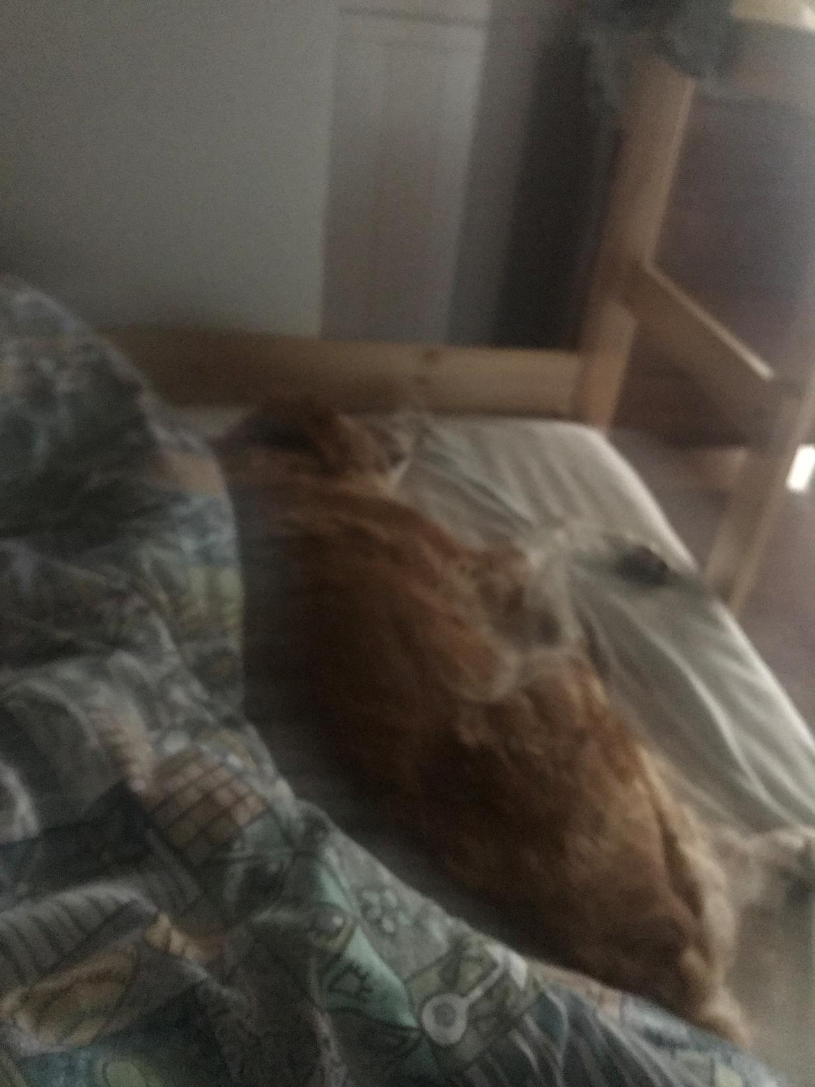 Breton Bessie billede 33