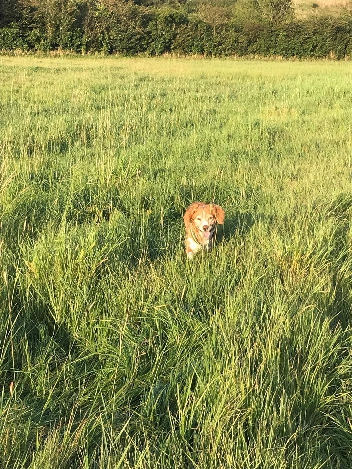 Breton Bessie billede 34