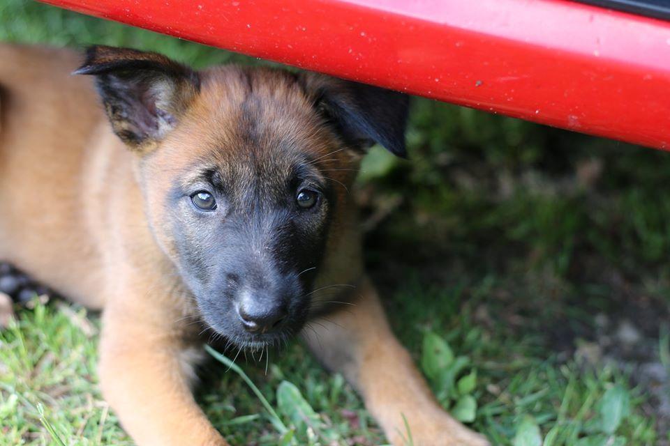 Malinois Working Malinois Deja Vu (Tavi) - Tavi, 7 uger gammel. Taget et par minutter efter jeg pegede og sagde "det skal være hende der!" <3 billede 1