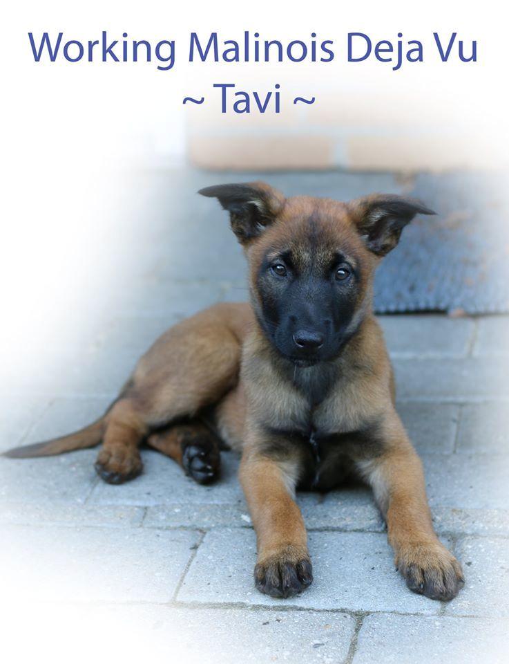 Malinois Working Malinois Deja Vu (Tavi) - Tavi, 8 uger. Dagen efter hun var flyttet ind hos mig :) billede 2