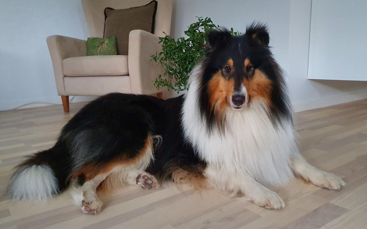 Collie langhåret Ebony Moor´s Daydreamer Dexter - Assie 2 år billede 1