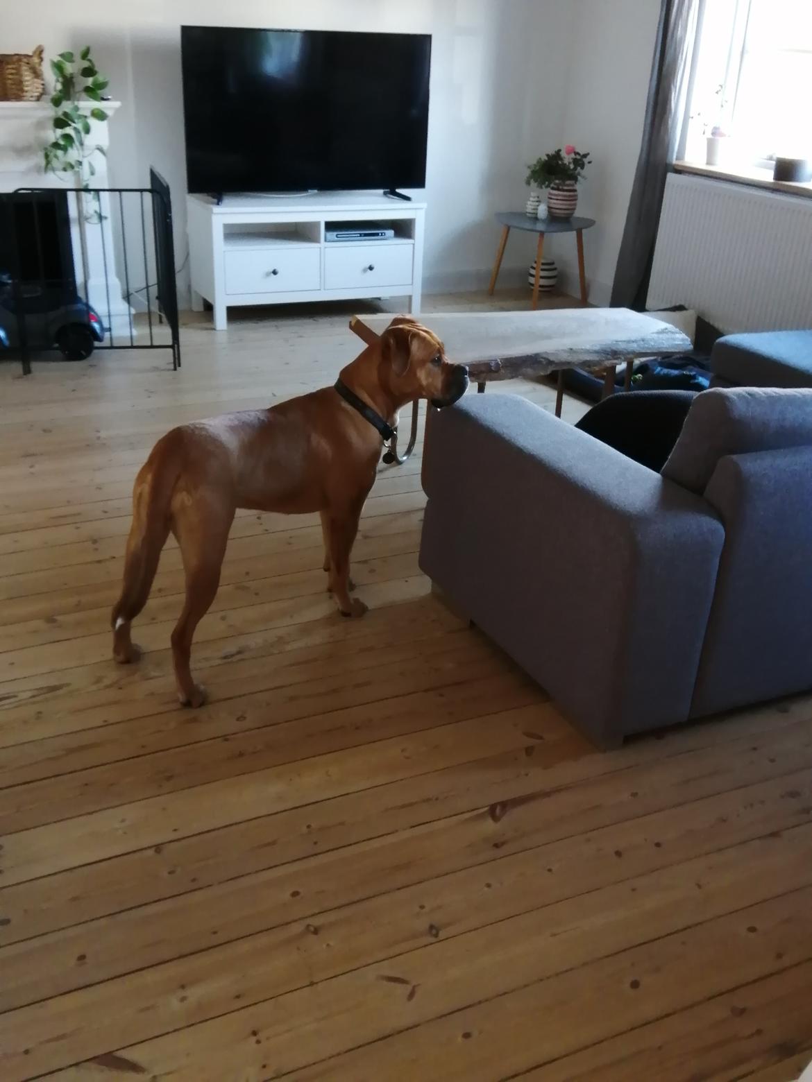 Blanding af racer Molly billede 20