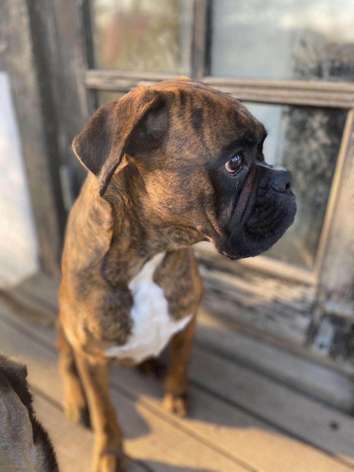 Boxer Buster baby billede 16