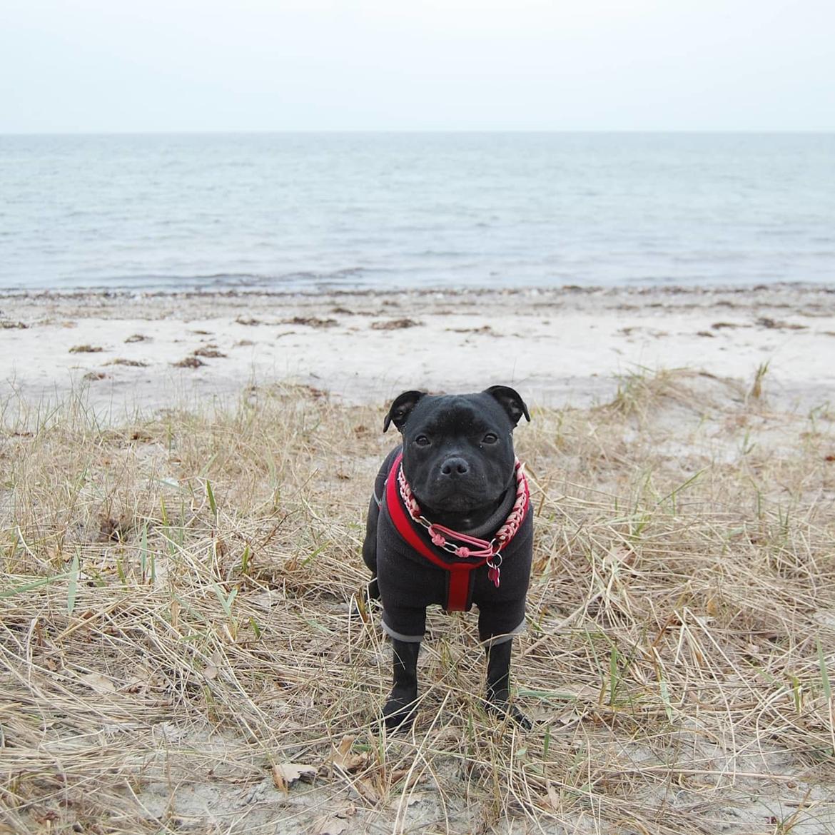 Staffordshire bull terrier Kida billede 38