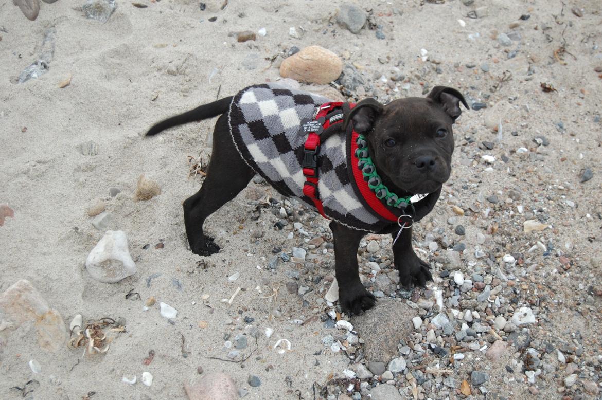 Staffordshire bull terrier Precious staff´s Be a x-mas Light // Vito billede 25