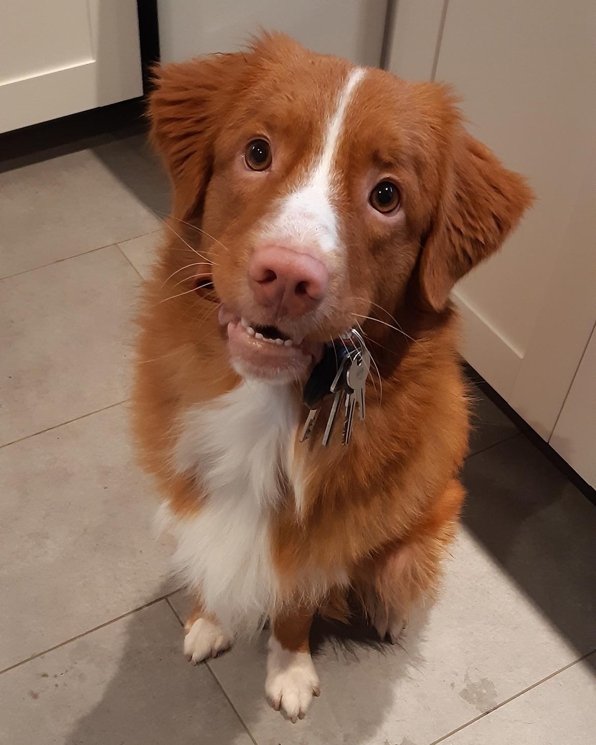 Nova scotia duck tolling retriever Flóki/Toller's Delight Viking Warrior - Flóki (14 mdr) hjælper mig med at samle tabte genstande op, på de dage jeg ikke selv kan.  billede 10