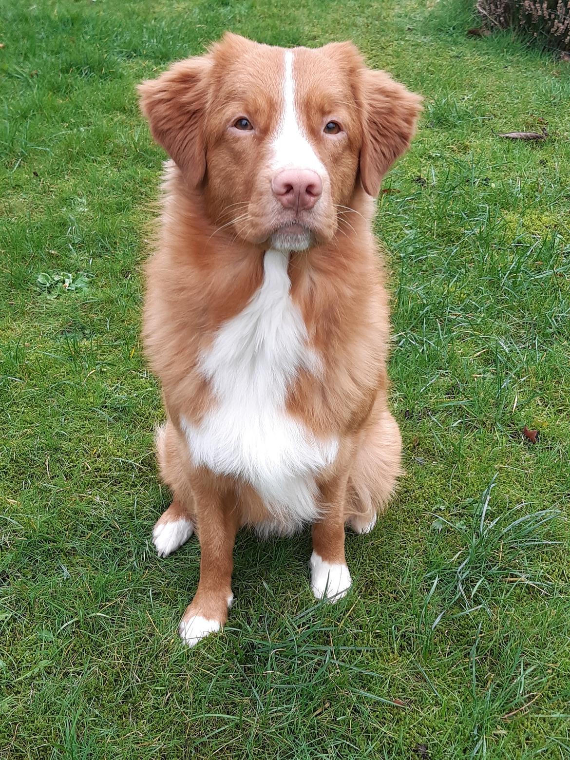 Nova scotia duck tolling retriever Flóki/Toller's Delight Viking Warrior - Flóki 1 år.  billede 14