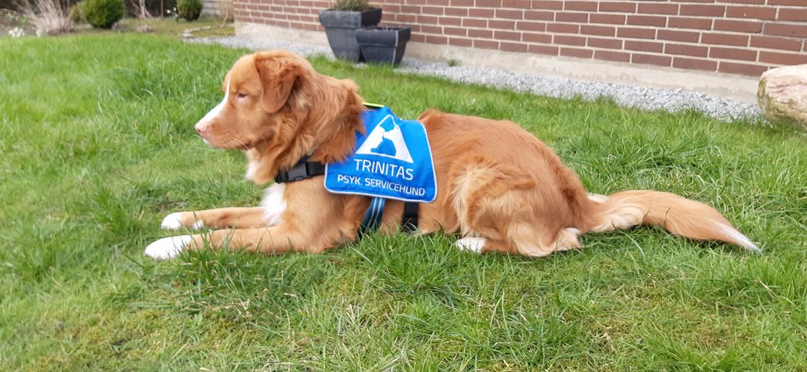 Nova scotia duck tolling retriever Flóki/Toller's Delight Viking Warrior - Flóki 16 mdr. er i træning til servicehund.  billede 16