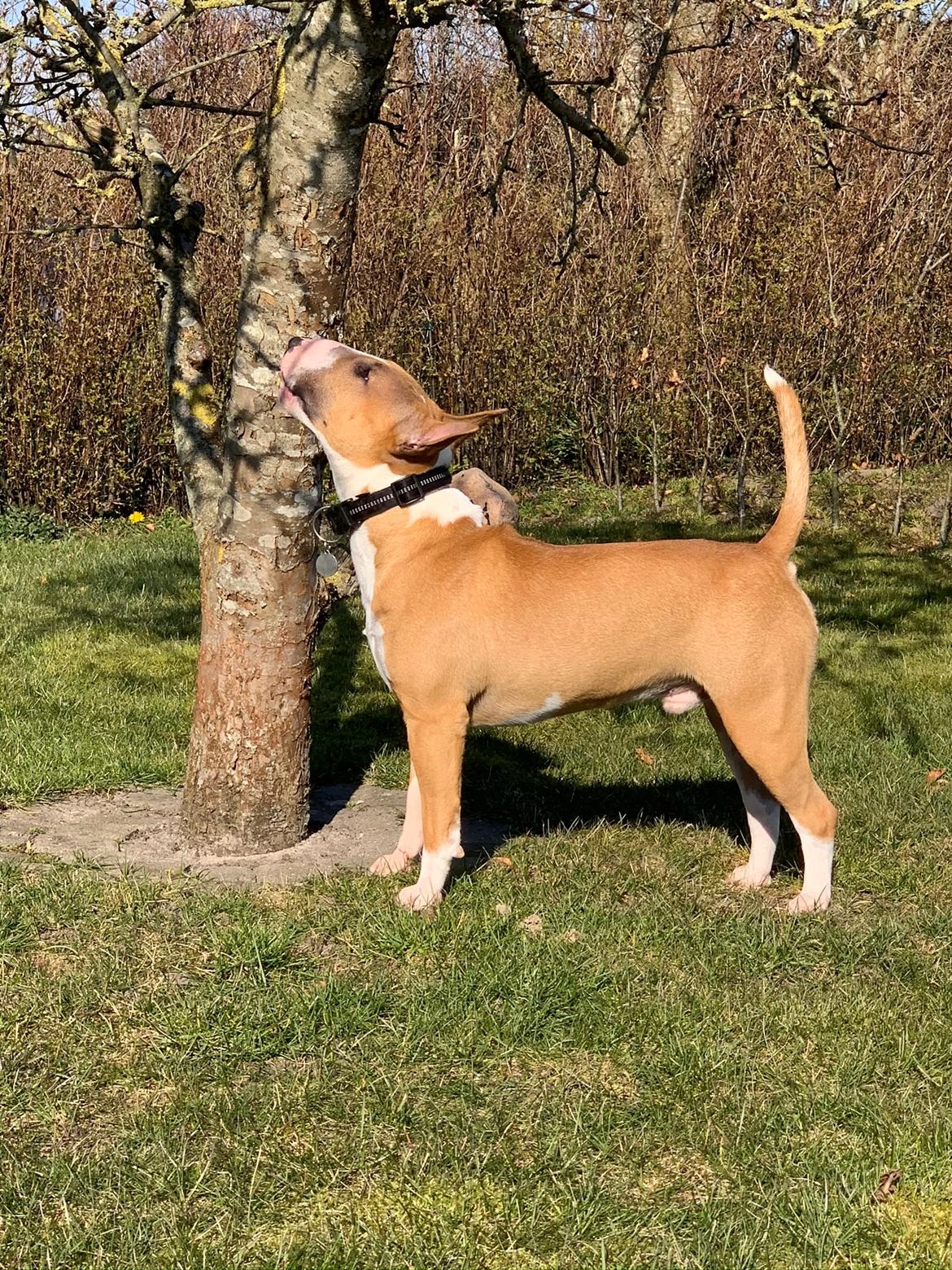 Bullterrier miniature Glossy Black Banana Mania aka Joey billede 42