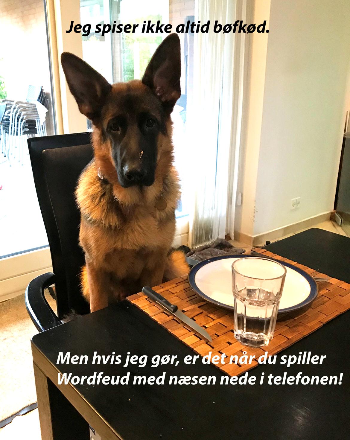 Schæferhund Ozzy billede 2