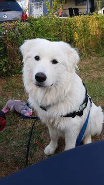 Blanding af racer Buster billede 14