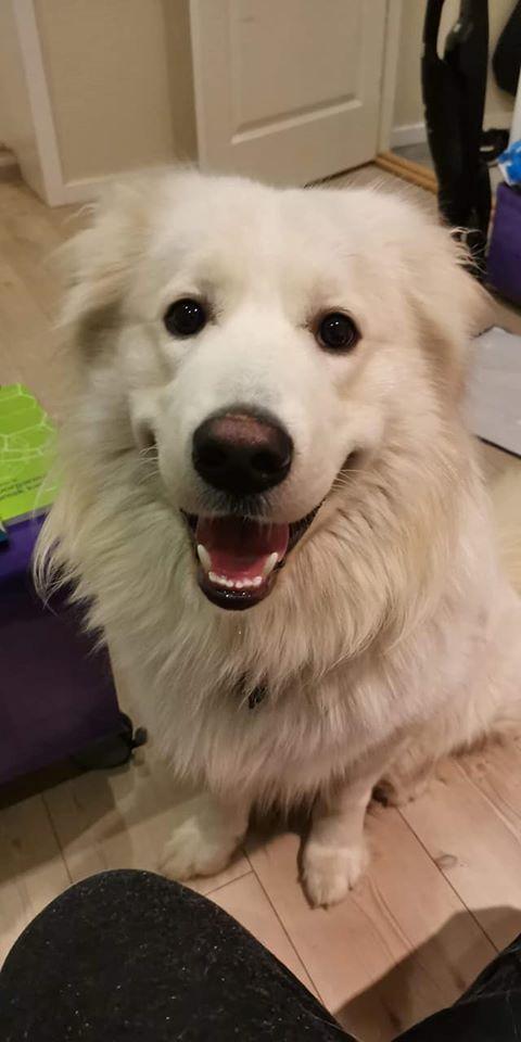 Blanding af racer Buster billede 16