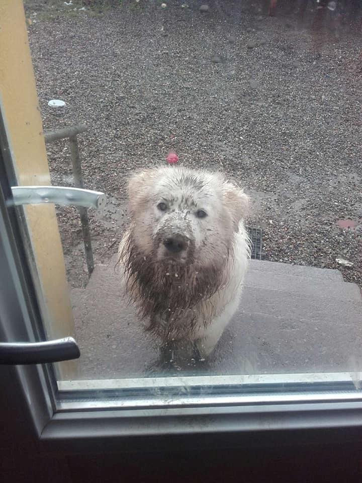 Blanding af racer Buster billede 17