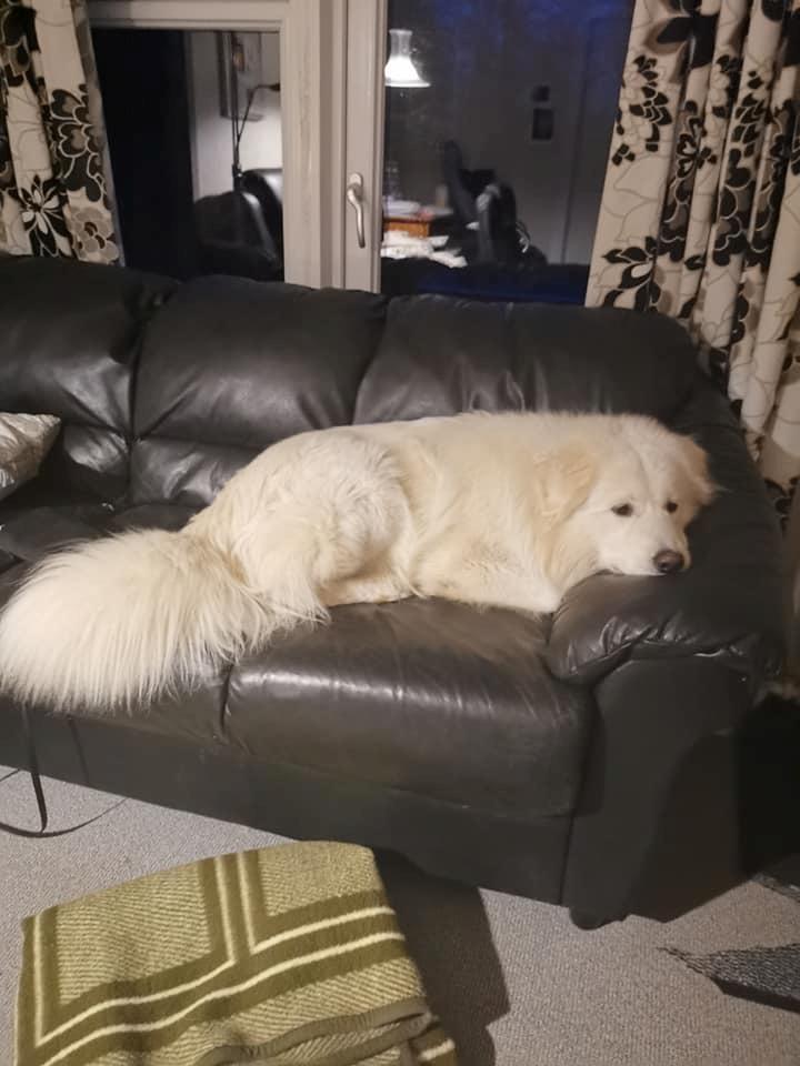 Blanding af racer Buster billede 15