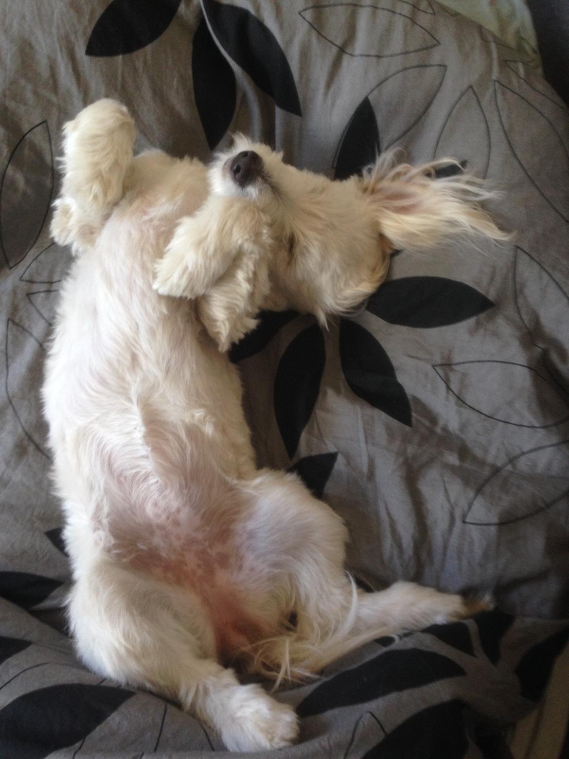 Blanding af racer Luna billede 14