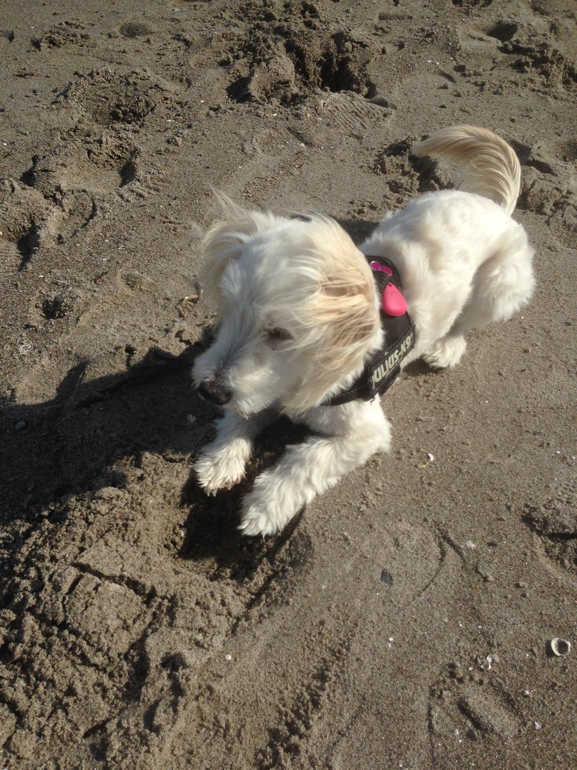 Blanding af racer Luna billede 16