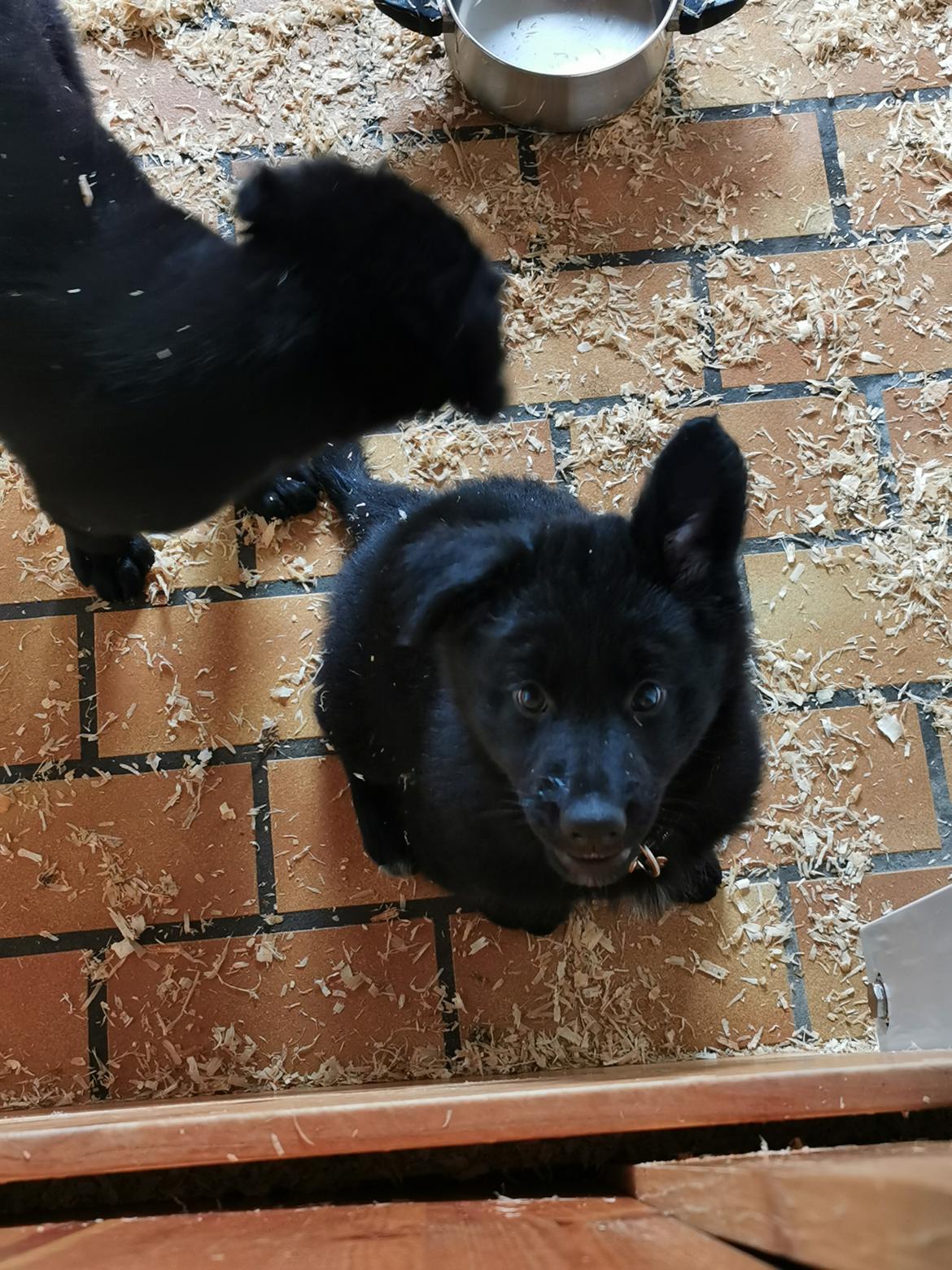 Blanding af racer Eros solgt  billede 4