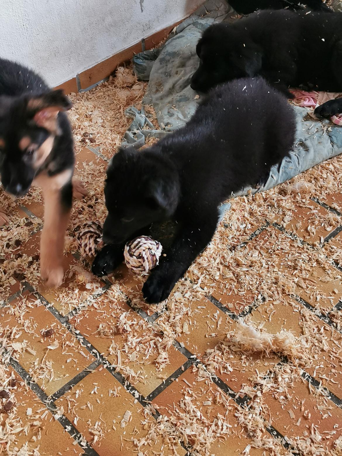 Blanding af racer Eros solgt  billede 5