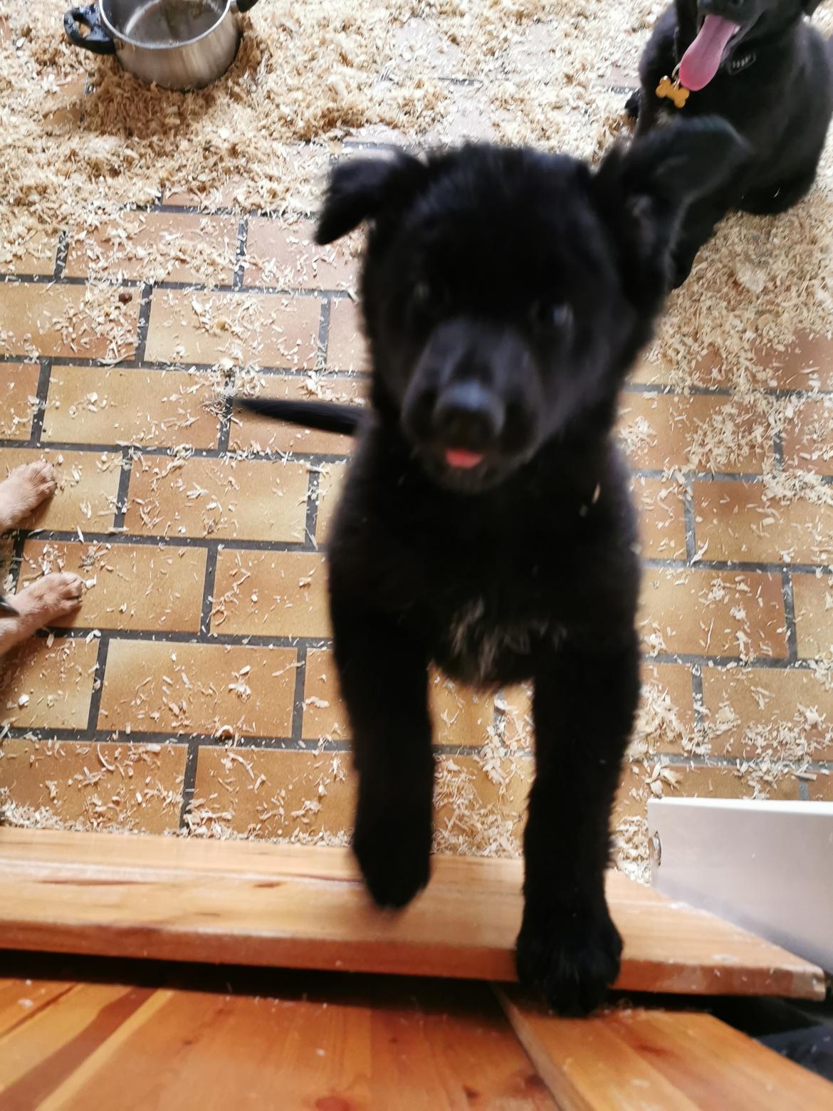 Blanding af racer Eros solgt  billede 6