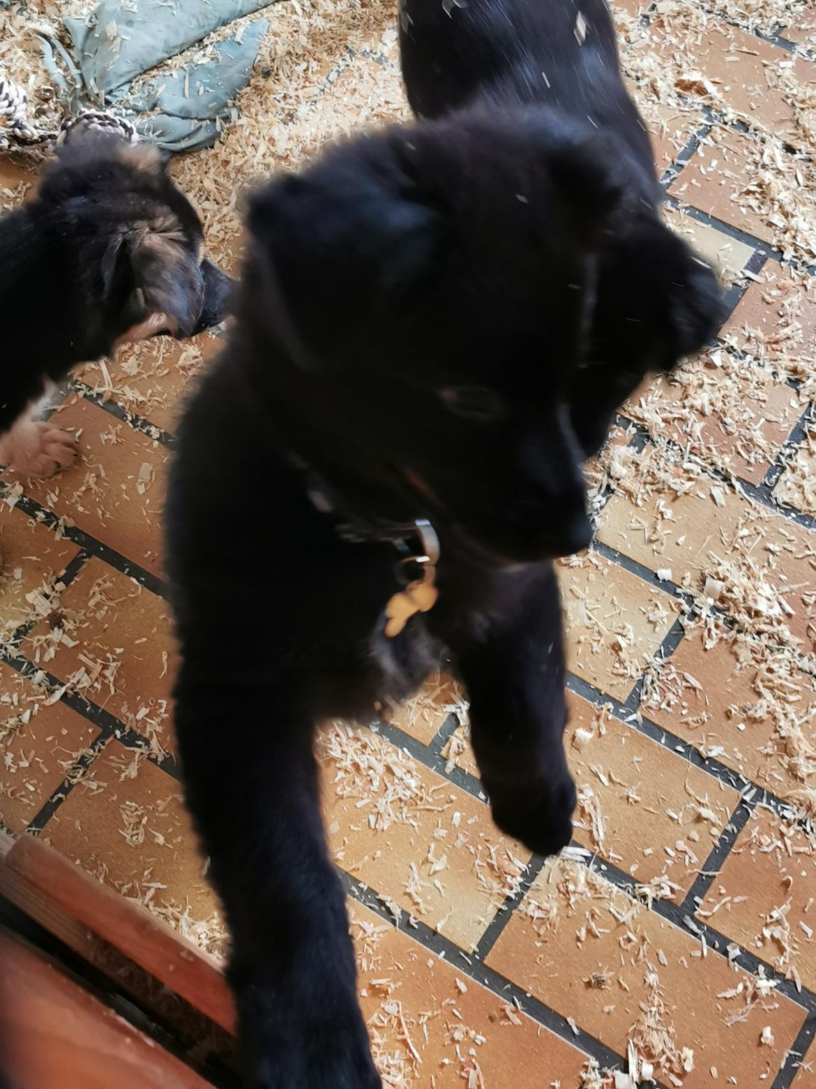 Blanding af racer Eros solgt  billede 7