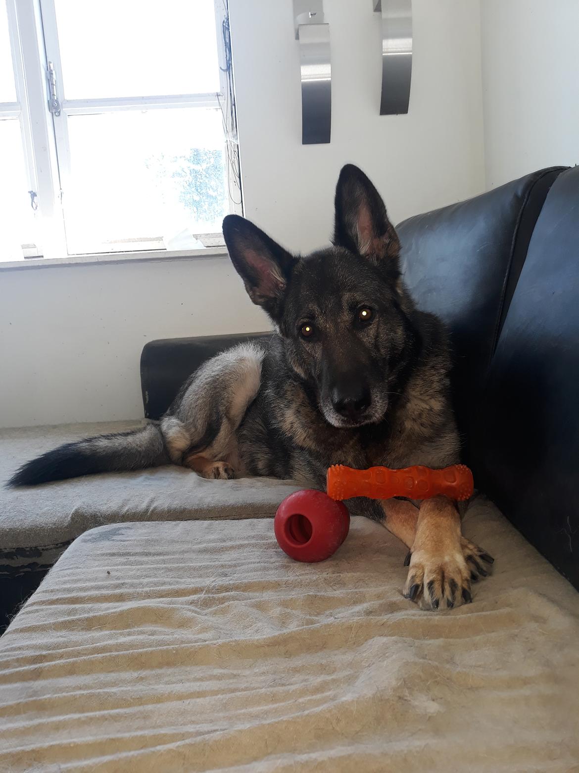 Schæferhund Sportshund Gipsi. (Gipsi). billede 45