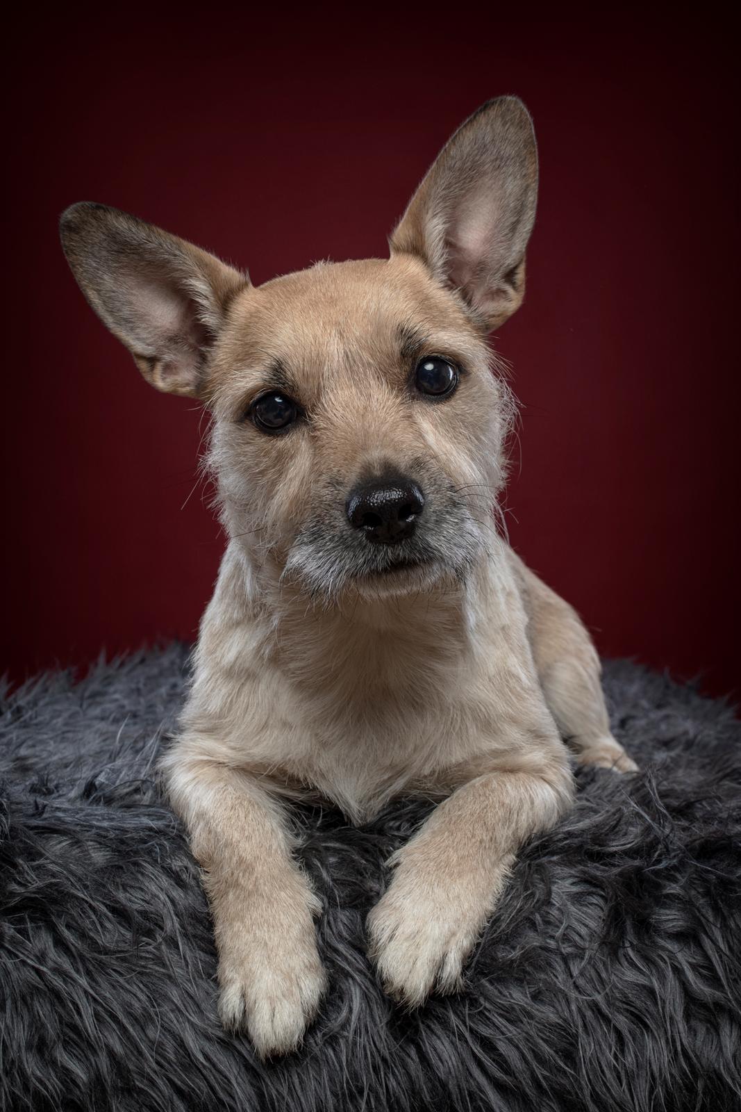 Blanding af racer Karla - Foto af Sally Bang Reher billede 12