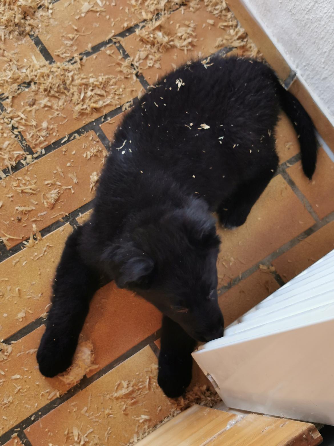 Blanding af racer Eros solgt  billede 8