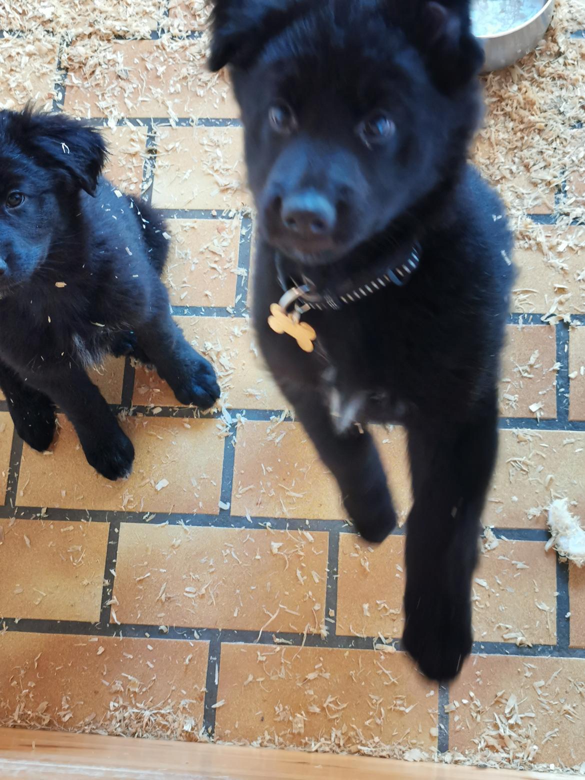 Blanding af racer Eros solgt  billede 9