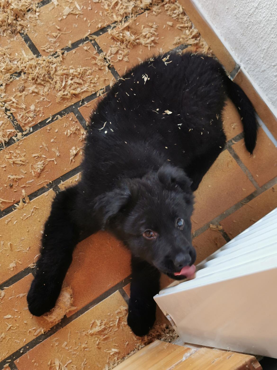 Blanding af racer Eros solgt  billede 10