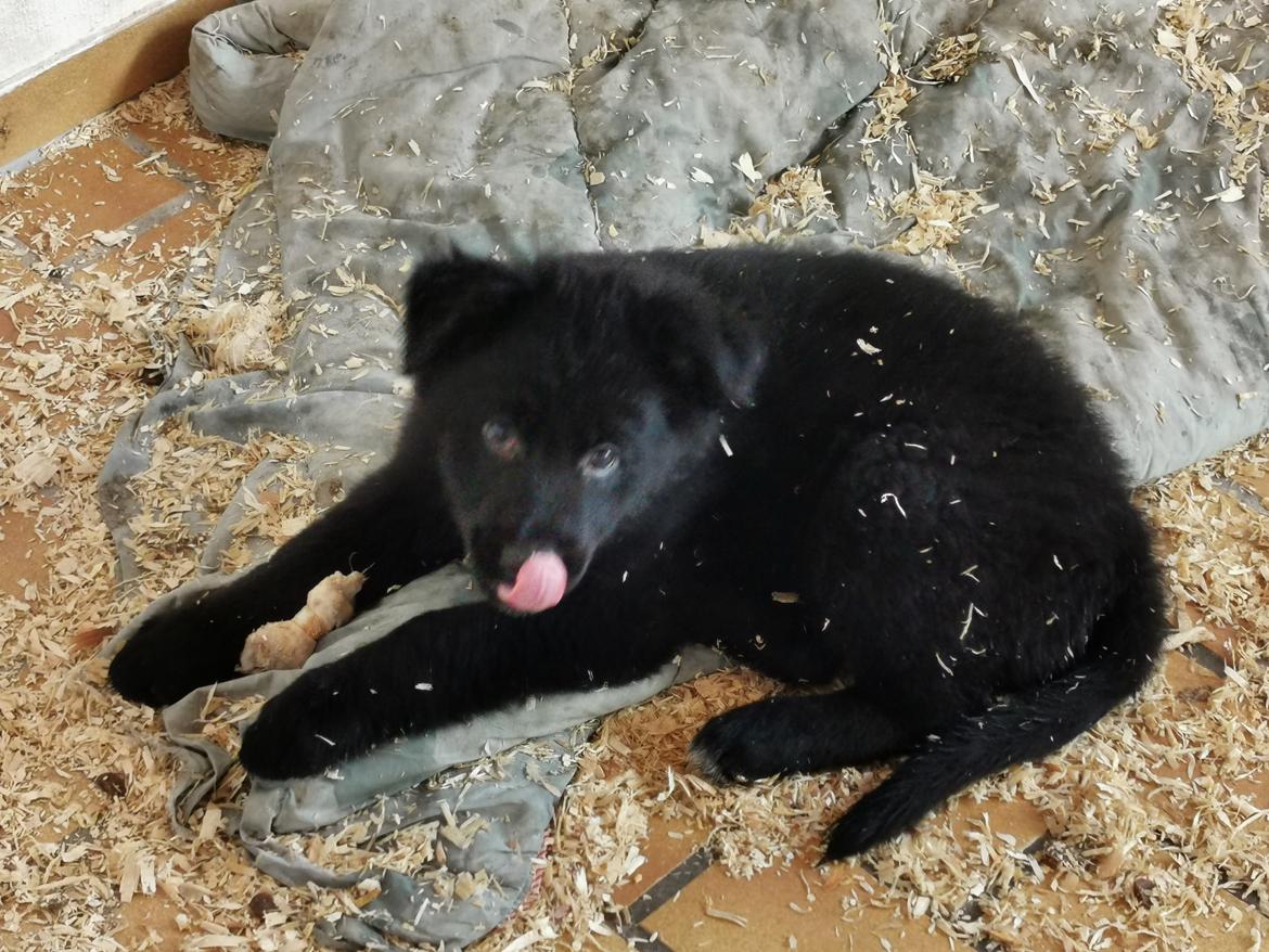 Blanding af racer Eros solgt  billede 11