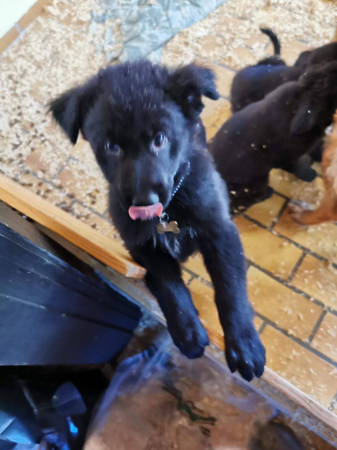 Blanding af racer Eros solgt  billede 12