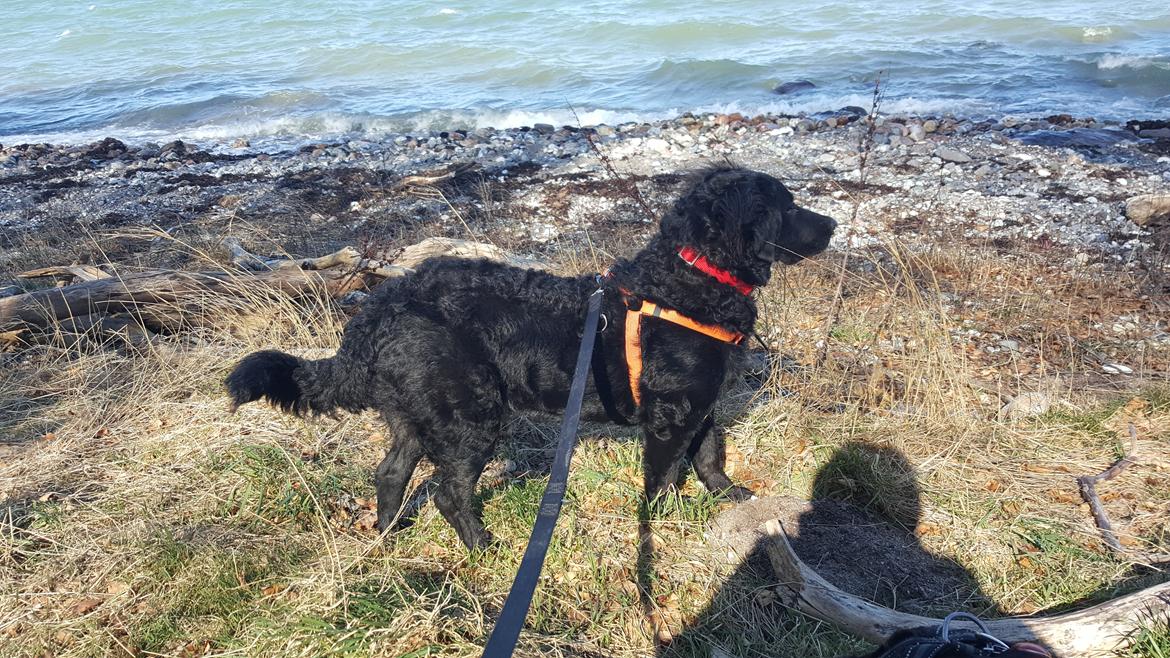 Blanding af racer Tesla billede 4