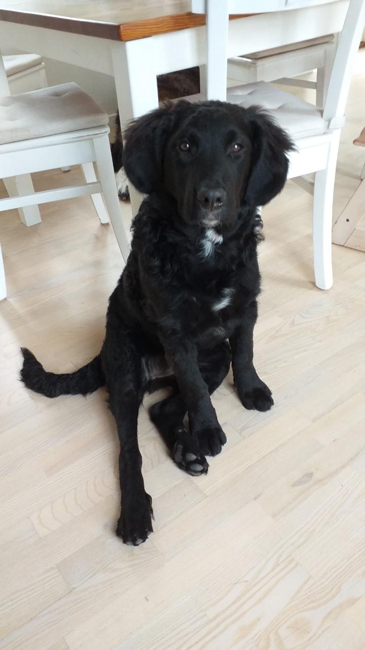 Blanding af racer Tesla - Ca 4 md. billede 3