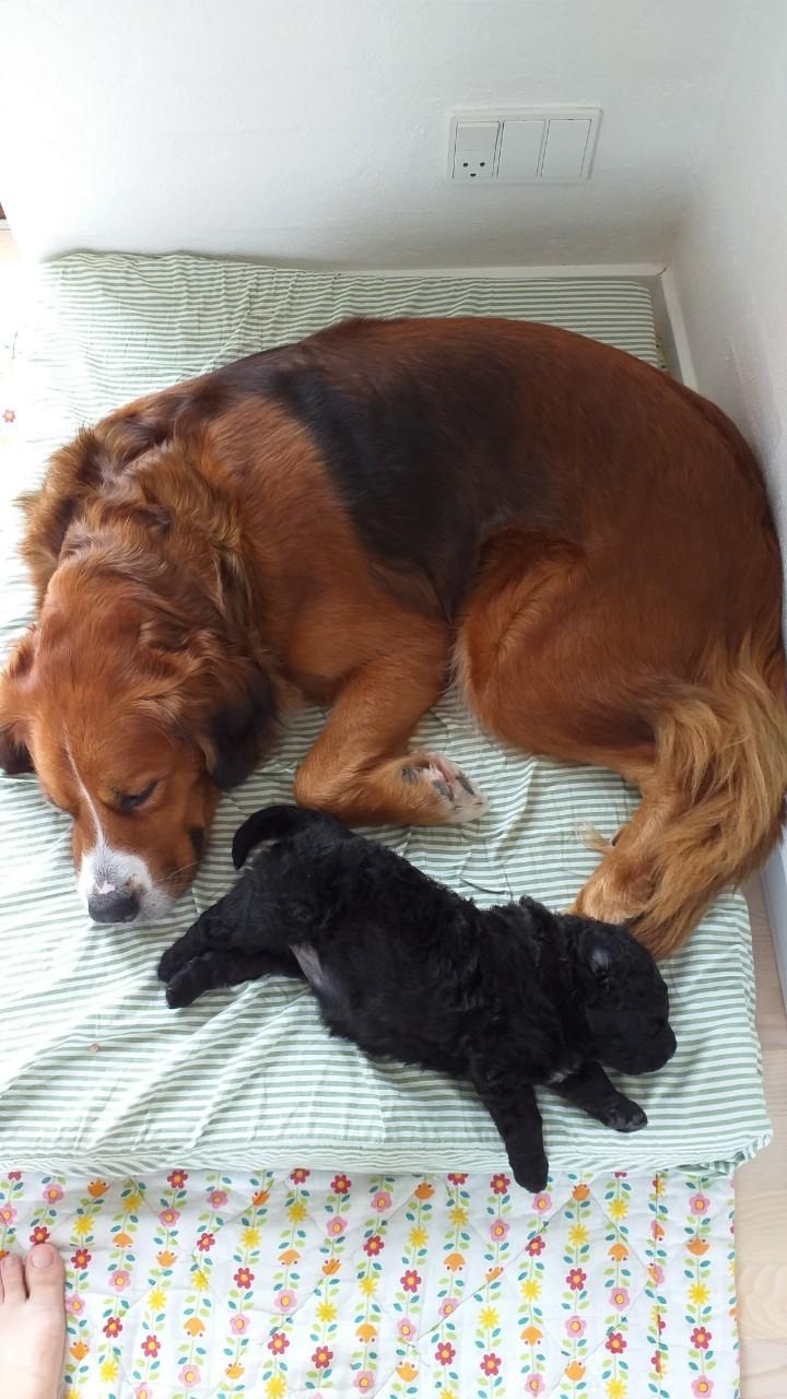 Blanding af racer Tesla - Mor Fie og Tesla billede 6