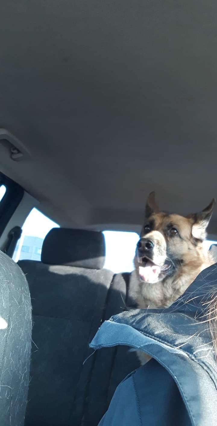 Schæferhund Hekami Tøsen. (Tøsen). (Mine forældres). billede 23