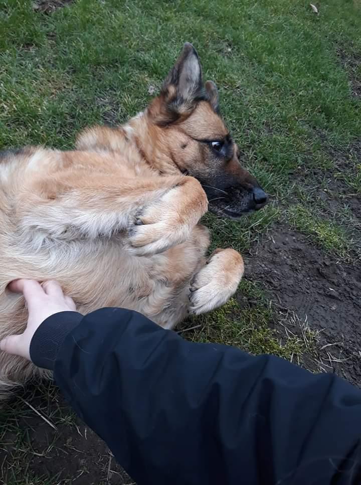 Schæferhund Hekami Tøsen. (Tøsen). (Mine forældres). billede 50