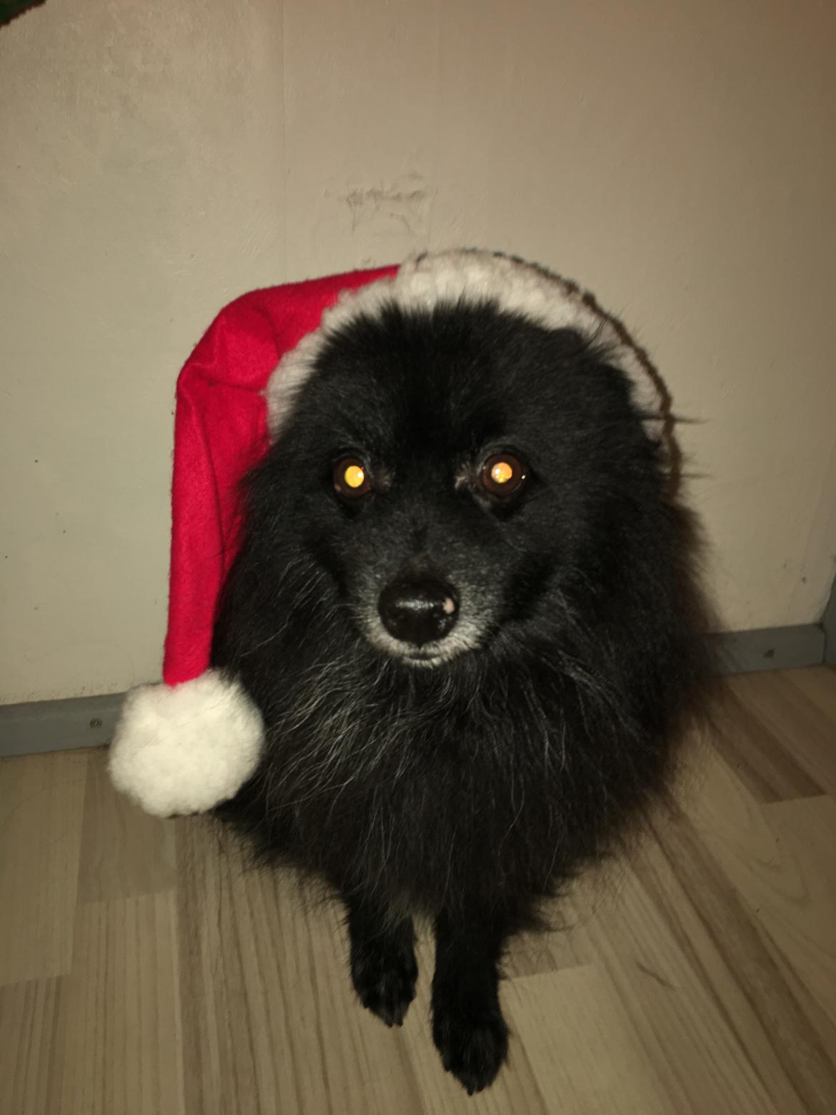 Pomeranian Terkel R.I.P billede 16