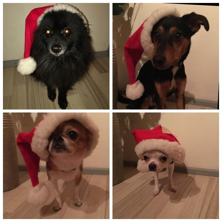 Pomeranian Terkel R.I.P - Firkløveret billede 17