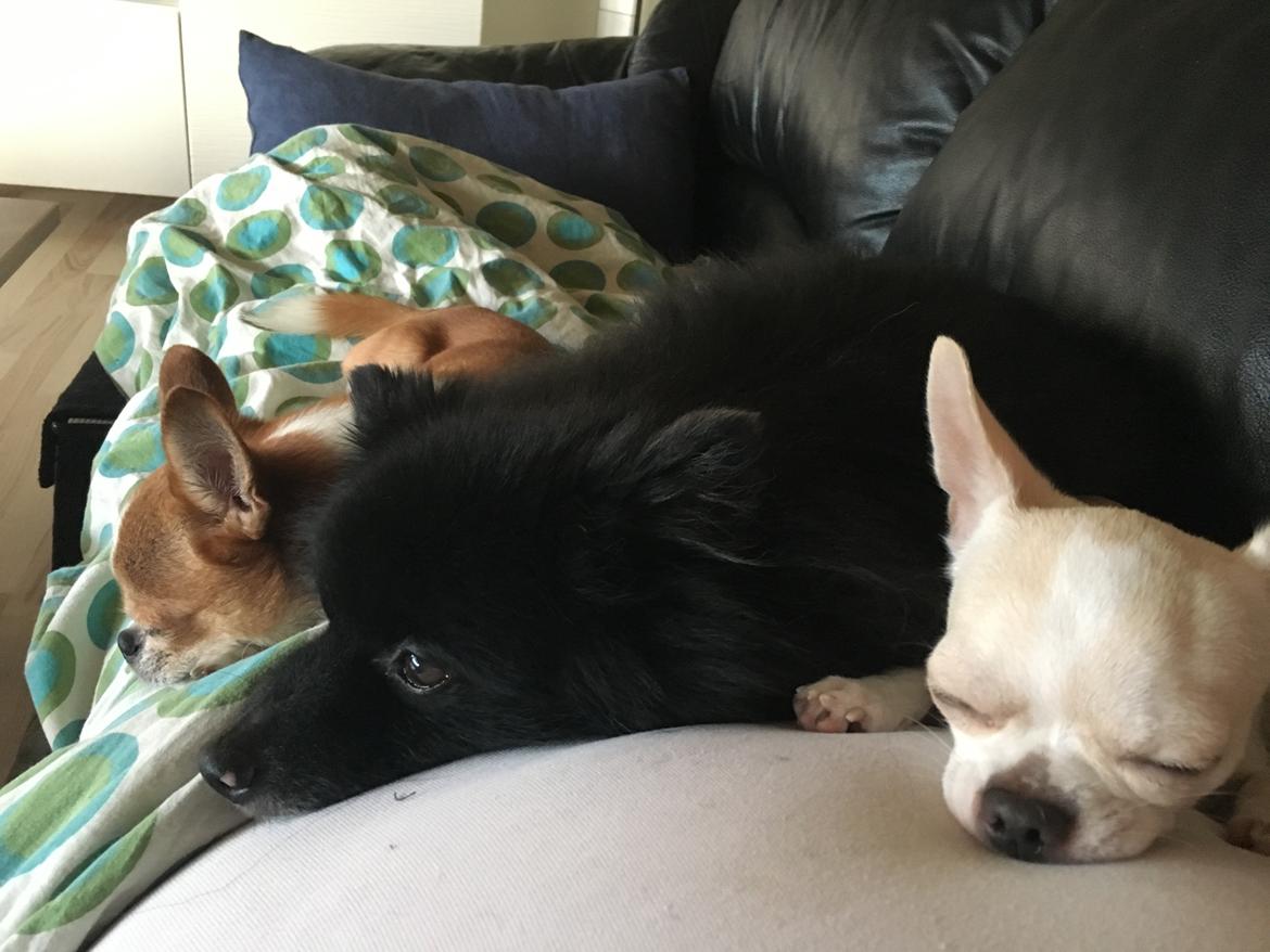 Pomeranian Terkel R.I.P - Brødre hygge på Moaaar ❤️ billede 18