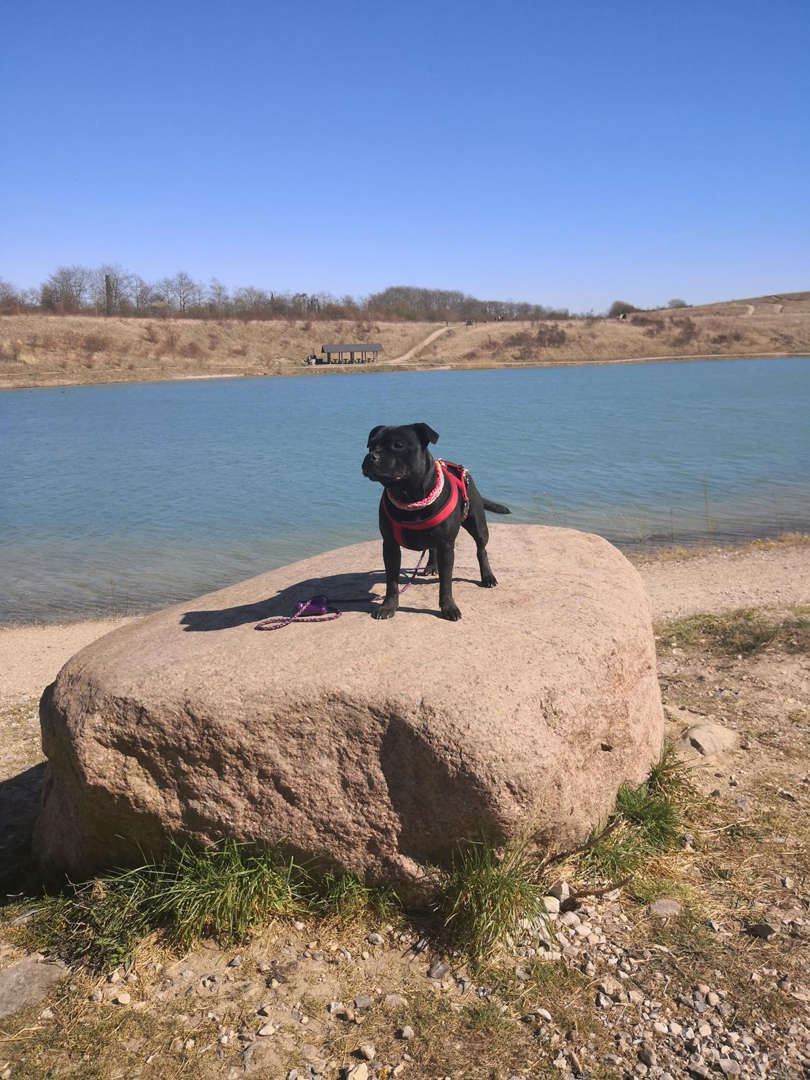 Staffordshire bull terrier Kida billede 39